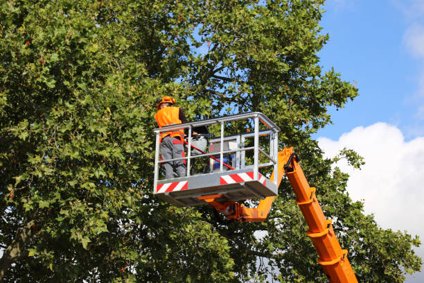 Best Fruit Tree Pruning  in Conroe, TX