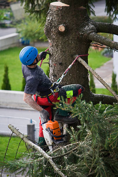 Best Tree Cabling and Bracing  in Conroe, TX