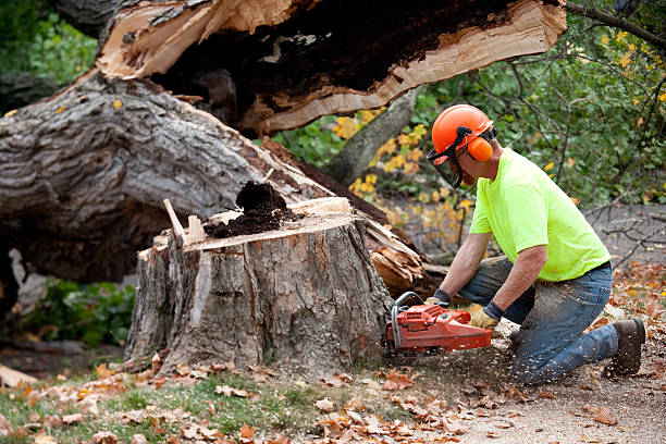 Best Tree Risk Assessment  in Conroe, TX