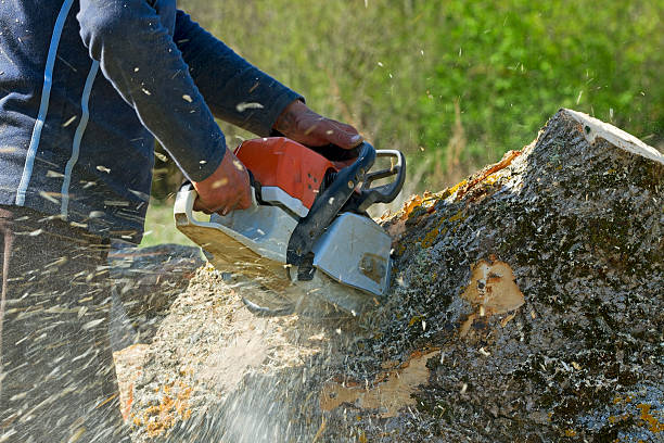 Best Aeration Services  in Conroe, TX