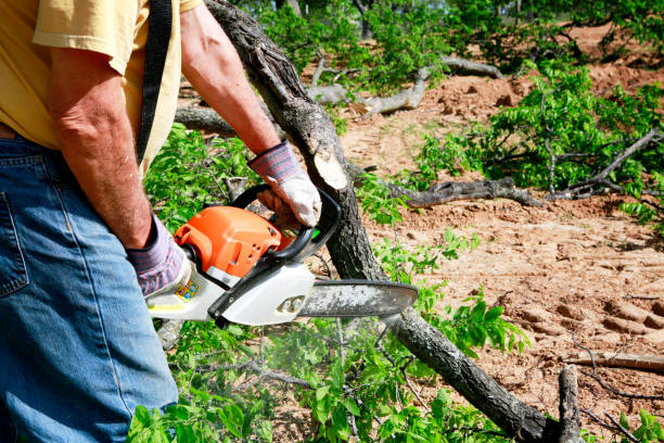 Conroe, TX Tree Care  Company